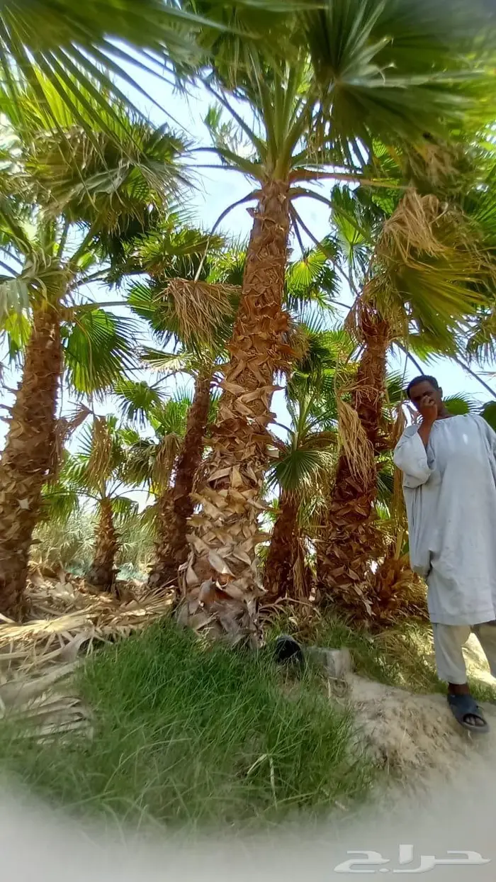 نخيل واشنطونيا للبيع 4