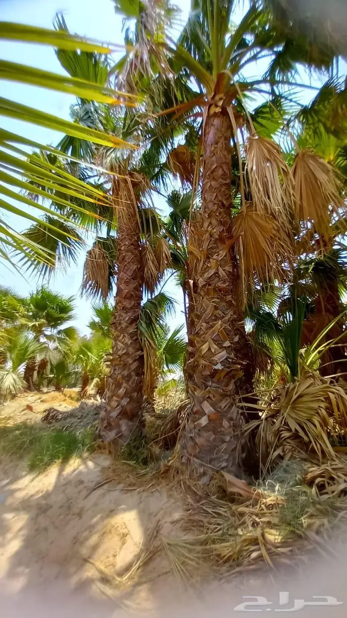 نخيل واشنطونيا للبيع 6