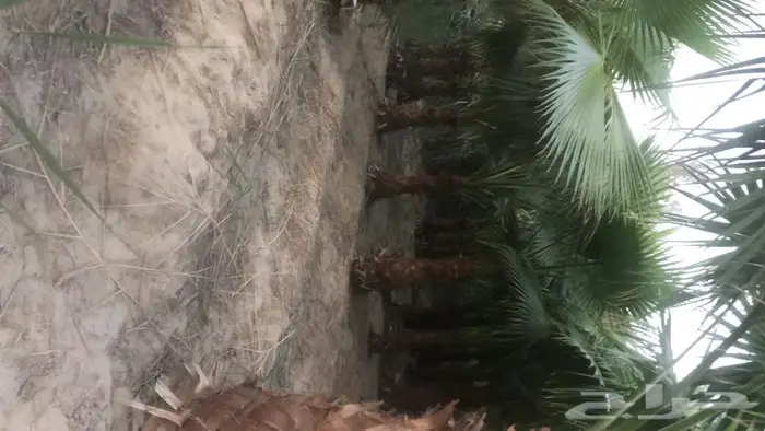 نخيل واشنطونيا للبيع 2