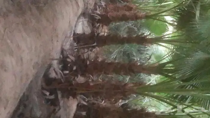 نخيل واشنطونيا للبيع 0