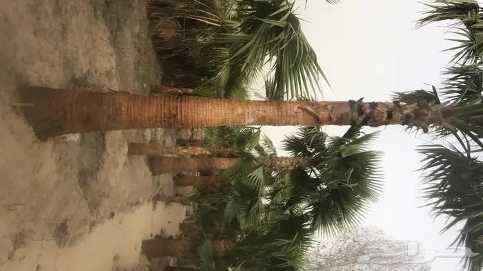 نخيل واشنطونيا للبيع 3