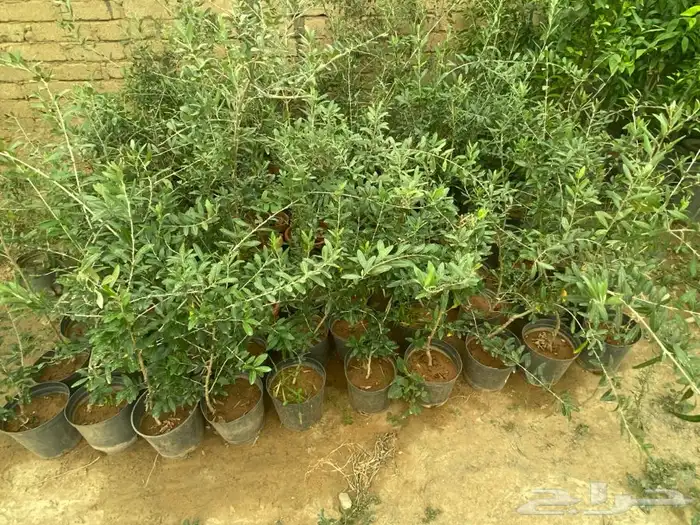 شتل فواكه مثمره 25