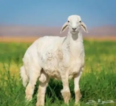 ذبايح حريه من البر الذبح والتوصيل الى منزلك 25