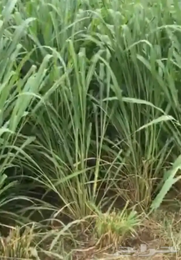 شتلات بونيكام كبييير للبيع التوصيل مجانا  0