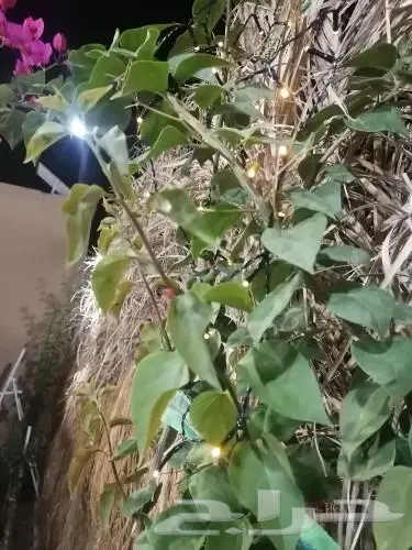 مخيم للايجار عروض الافتتاح 15