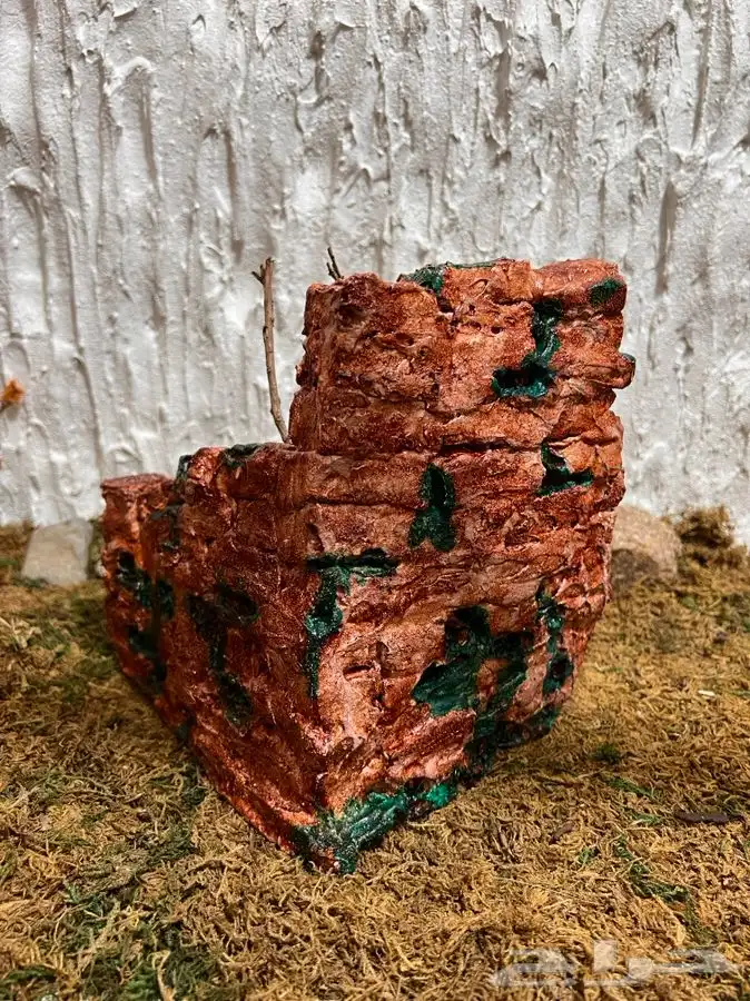 نبته داخليه تحف نباتية 14
