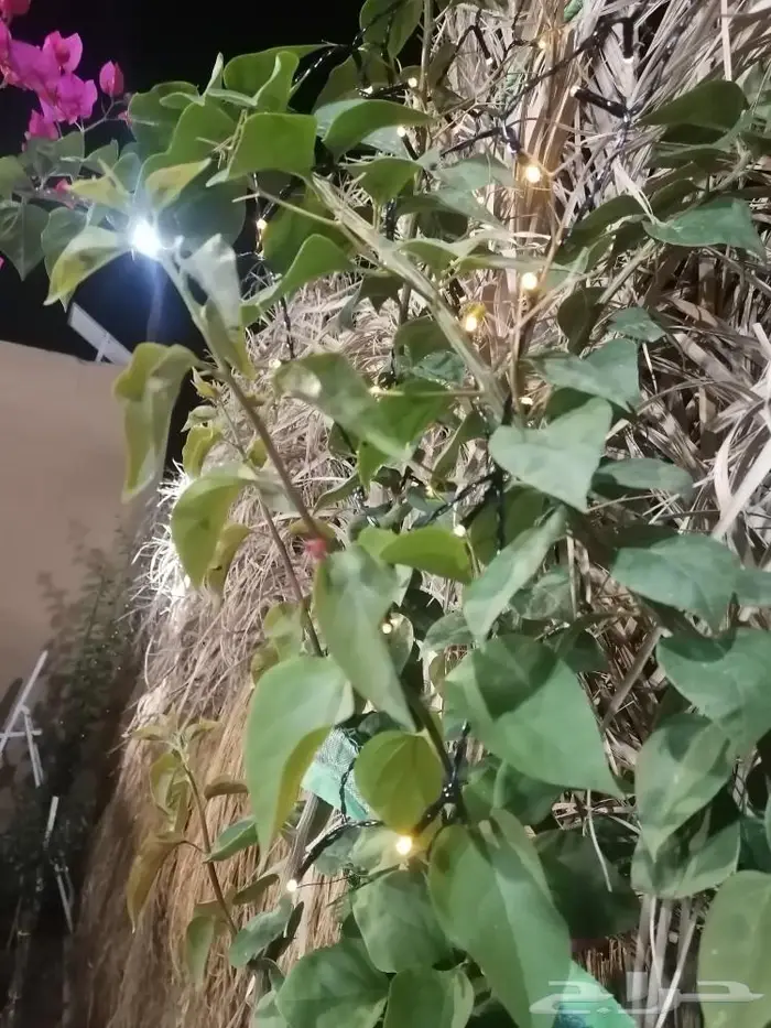 مخيم عروض التأجير 350 لليوم 8