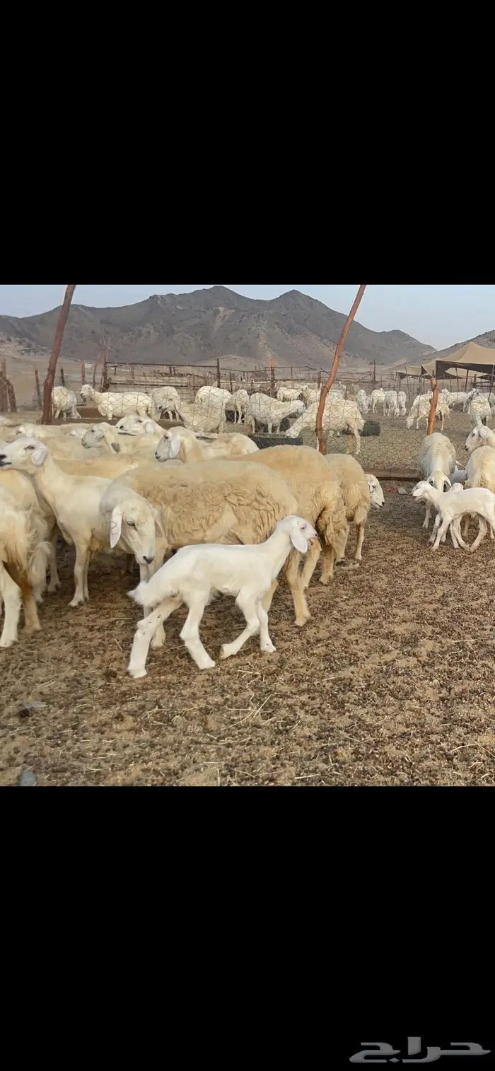 غنم حريات متابيع 47 تحتها 47 حرش وسم واحد 5
