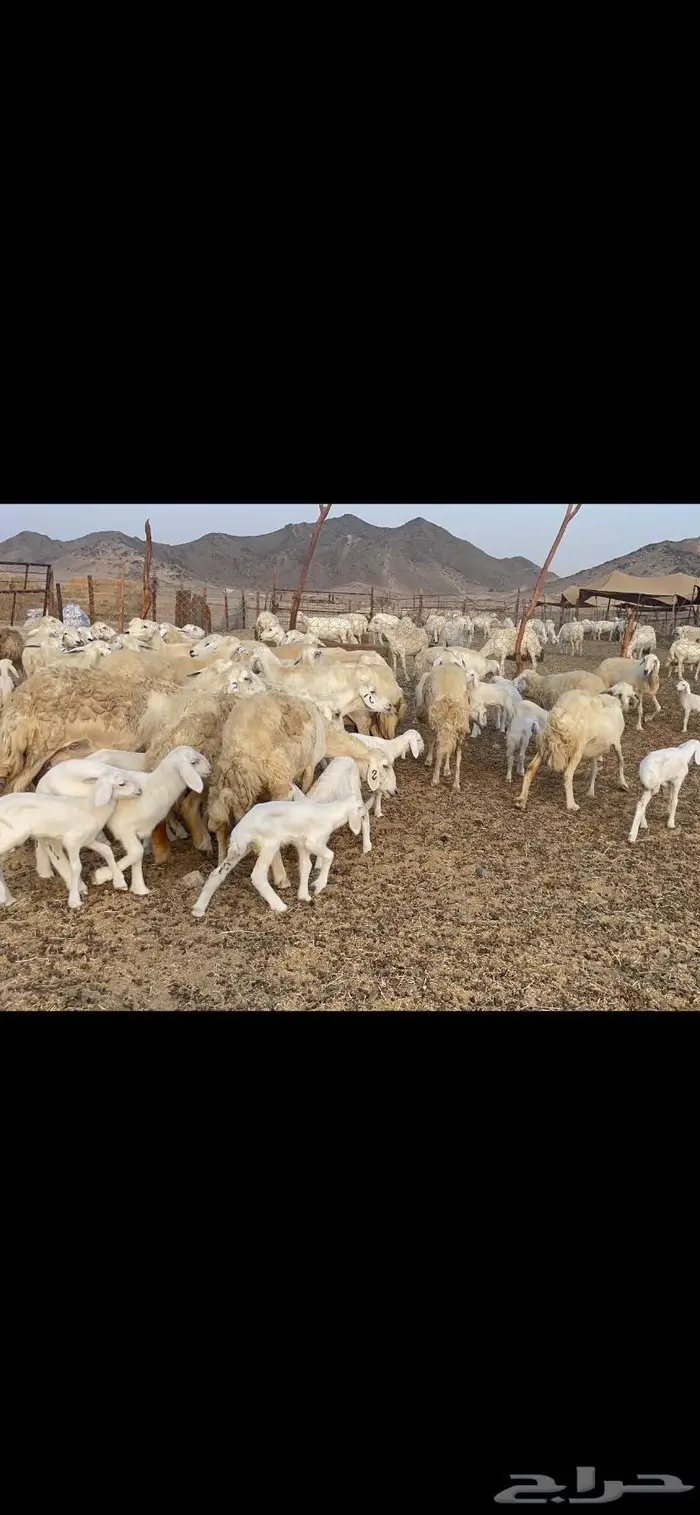 غنم حريات متابيع 47 تحتها 47 حرش وسم واحد 6