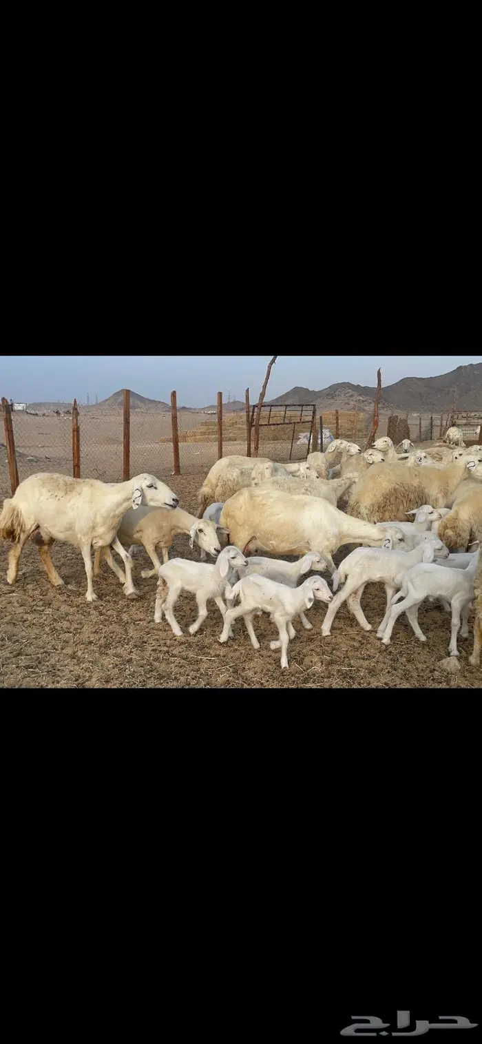 غنم حريات متابيع 47 تحتها 47 حرش وسم واحد 8