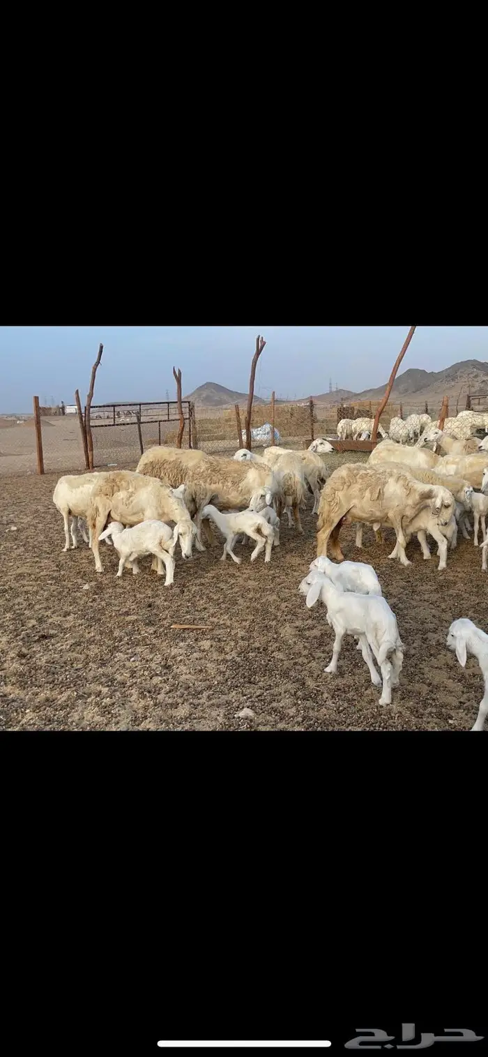 غنم حريات متابيع 47 تحتها 47 حرش وسم واحد 9