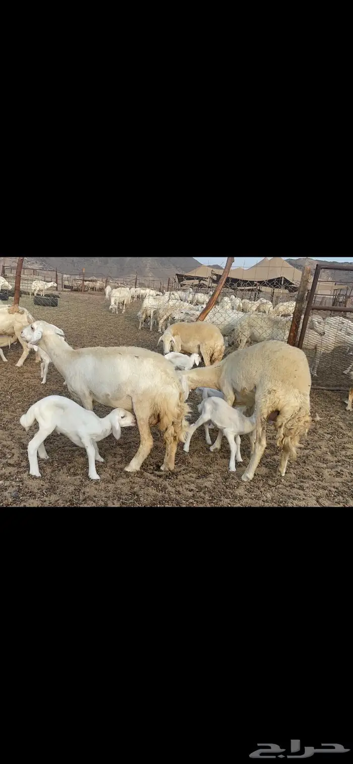 غنم حريات متابيع 47 تحتها 47 حرش وسم واحد 10