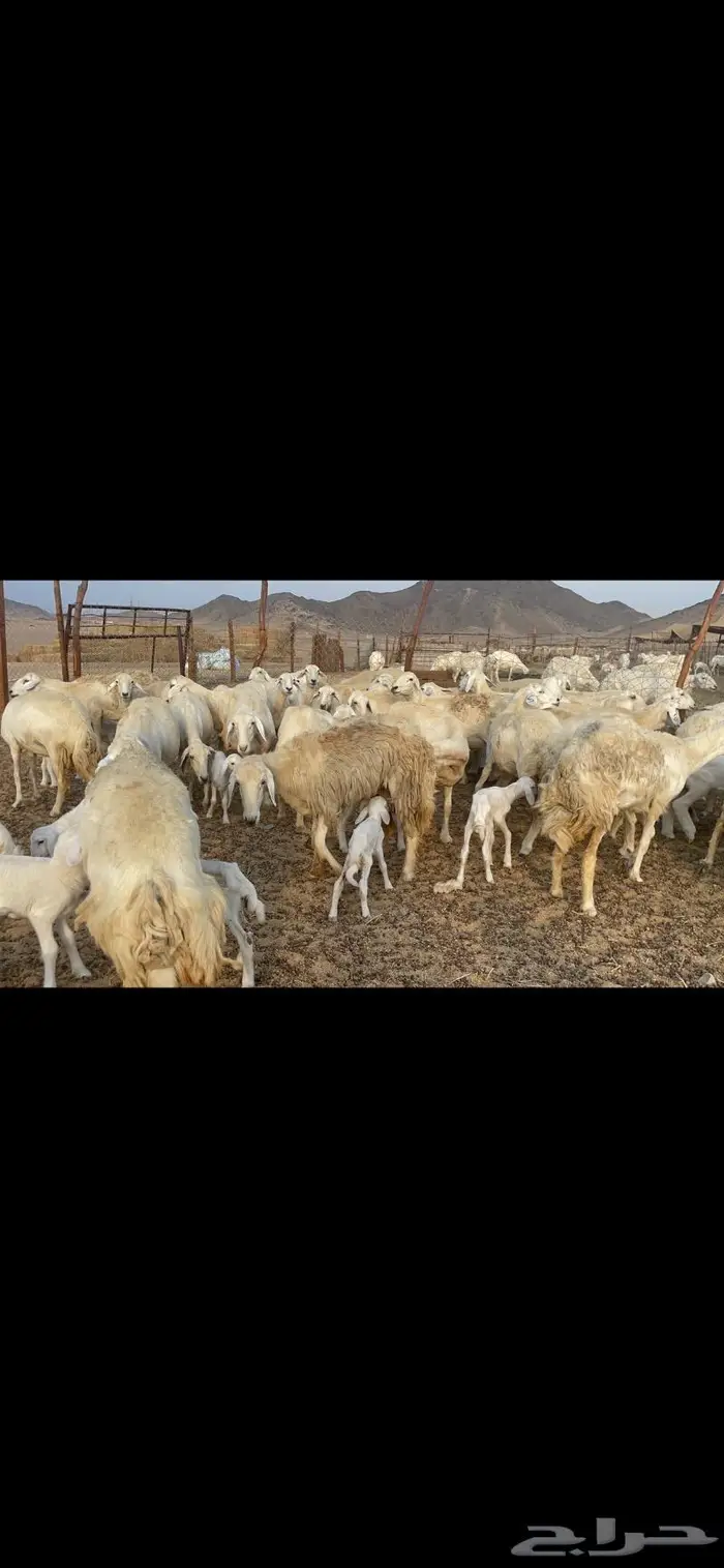 غنم حريات متابيع 47 تحتها 47 حرش وسم واحد 11