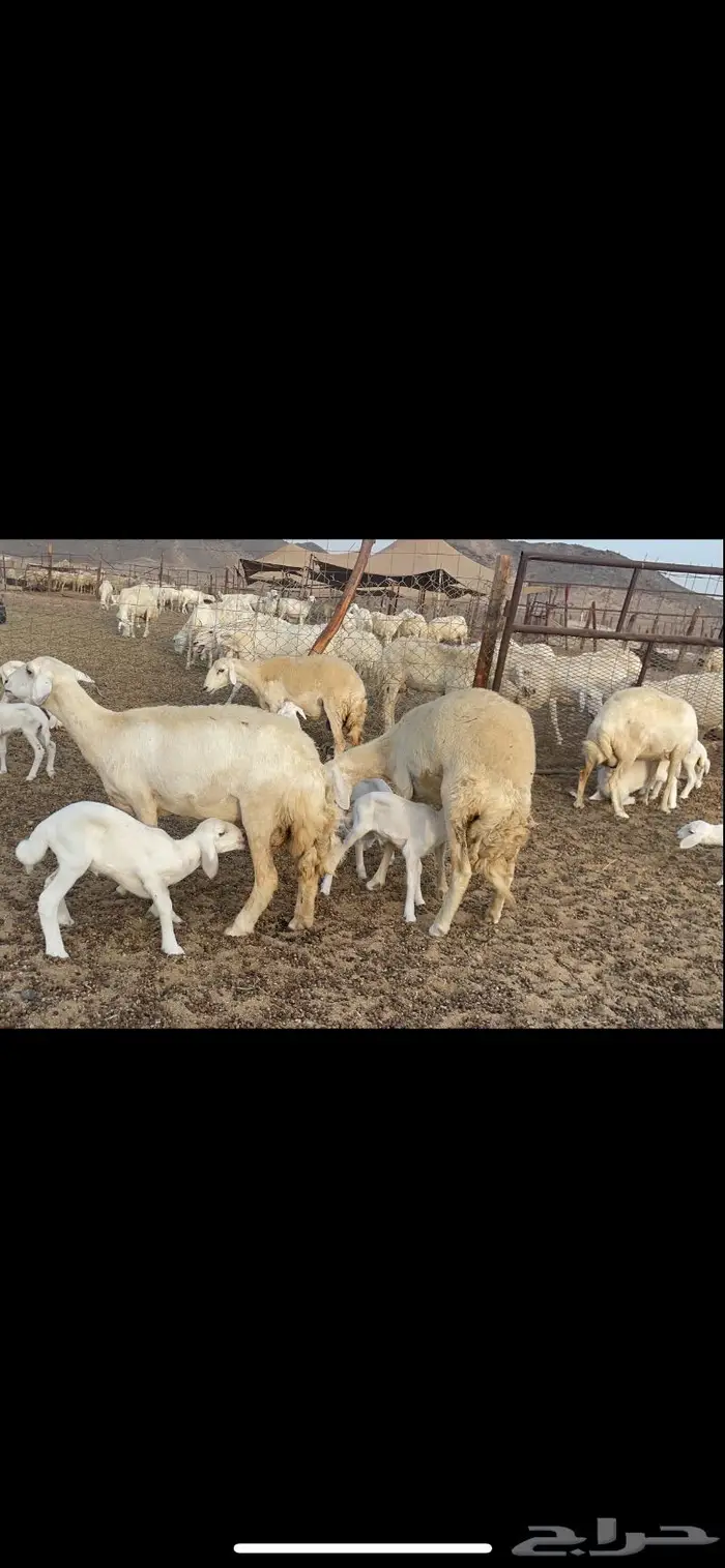 غنم حريات متابيع 47 تحتها 47 حرش وسم واحد 12
