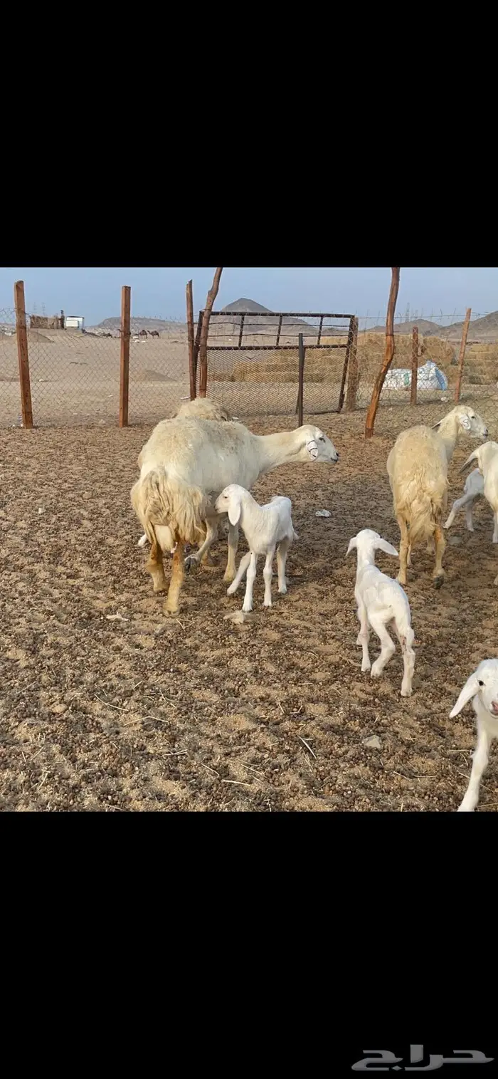 غنم حريات متابيع 47 تحتها 47 حرش وسم واحد 13