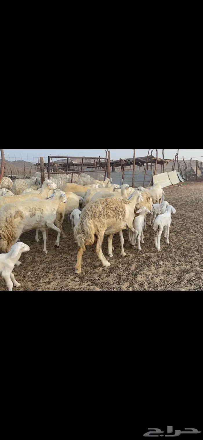 غنم حريات متابيع 47 تحتها 47 حرش وسم واحد 15