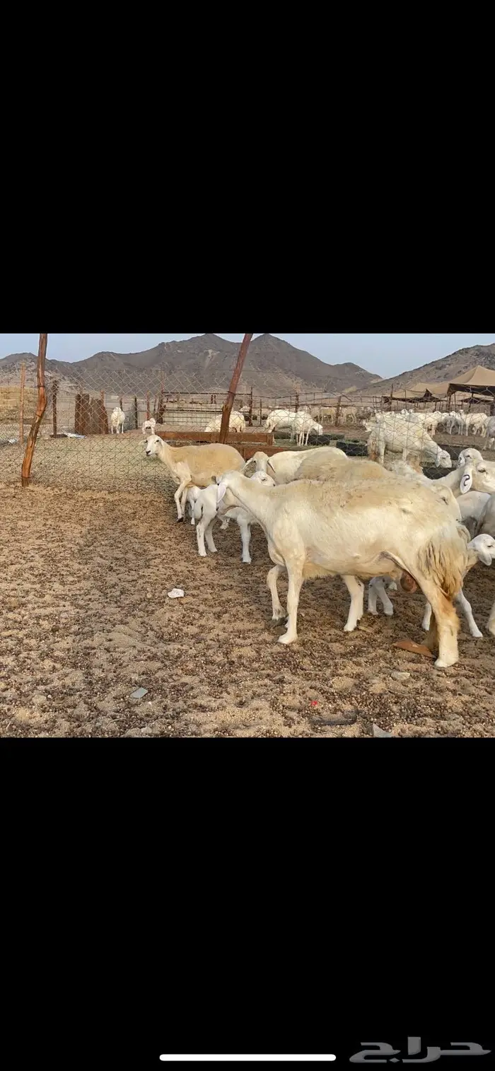 غنم حريات متابيع 47 تحتها 47 حرش وسم واحد 16