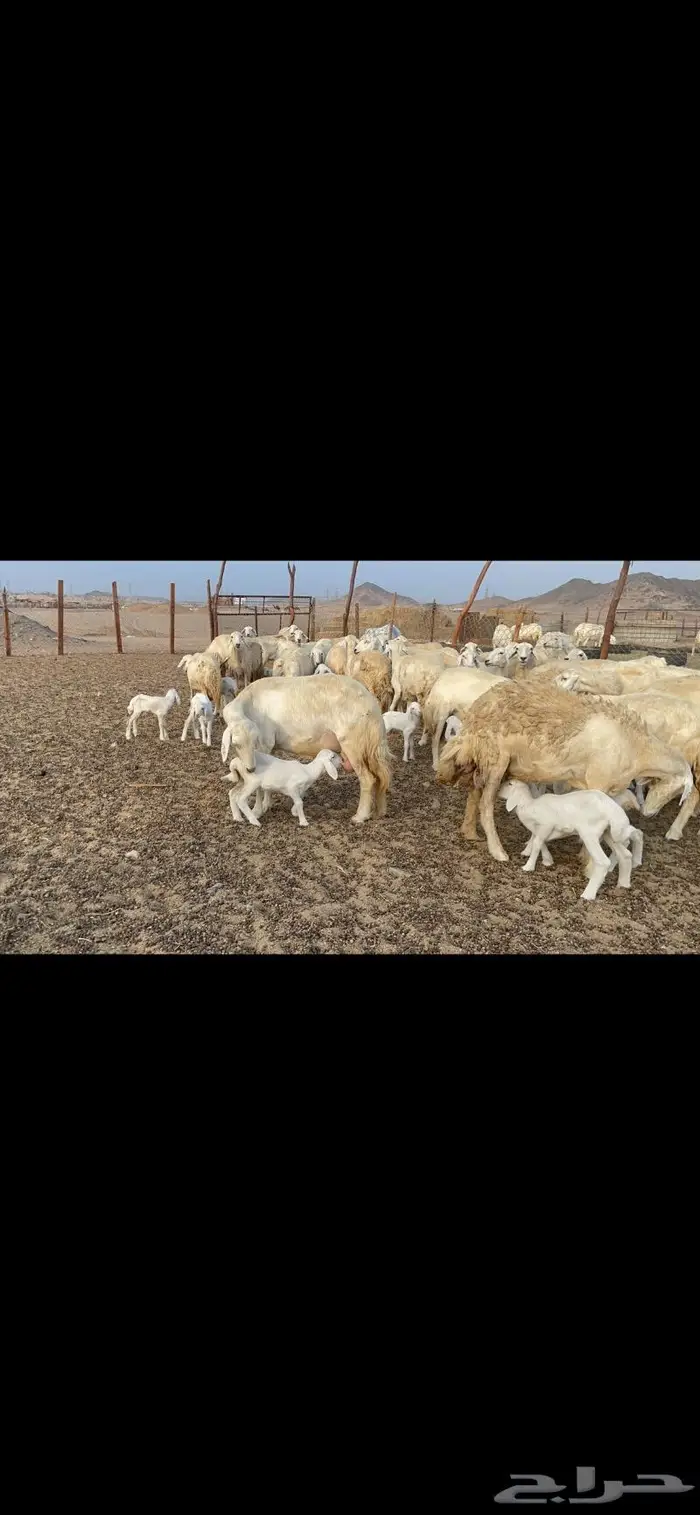 غنم حريات متابيع 47 تحتها 47 حرش وسم واحد 17