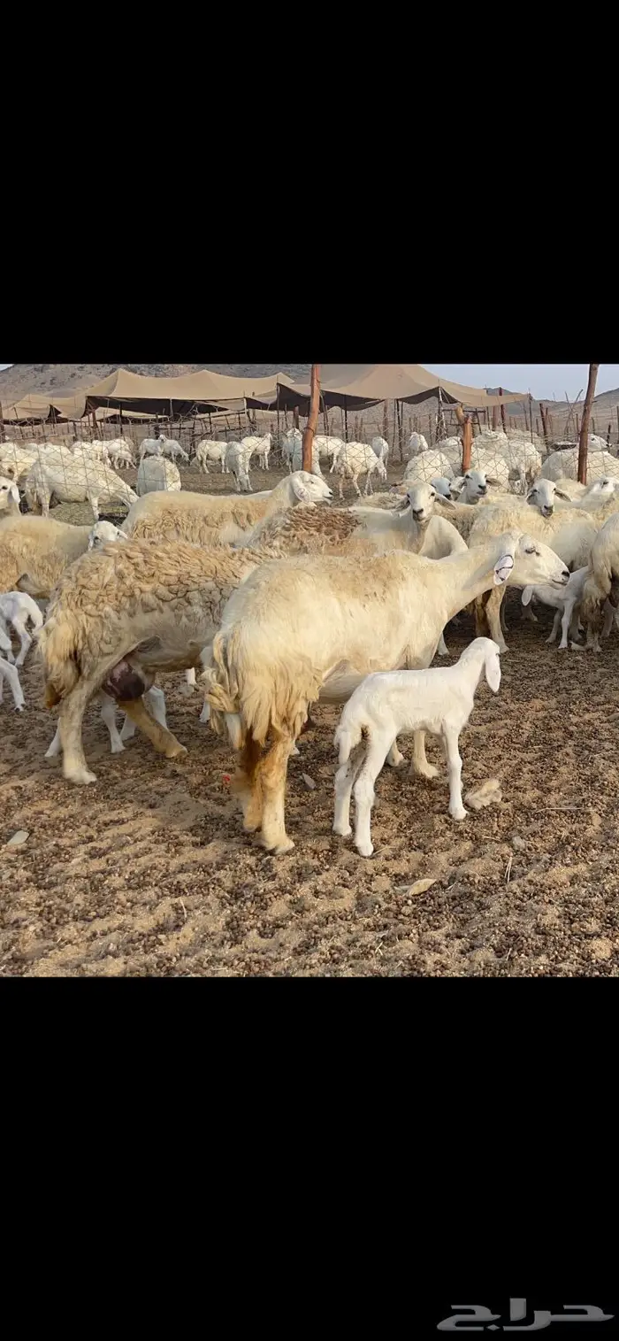 غنم حريات متابيع 47 تحتها 47 حرش وسم واحد 0
