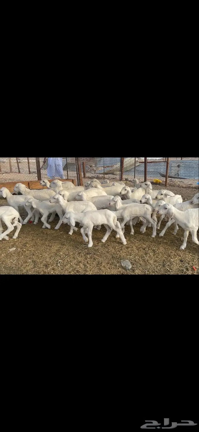 غنم حريات متابيع 47 تحتها 47 حرش وسم واحد 1