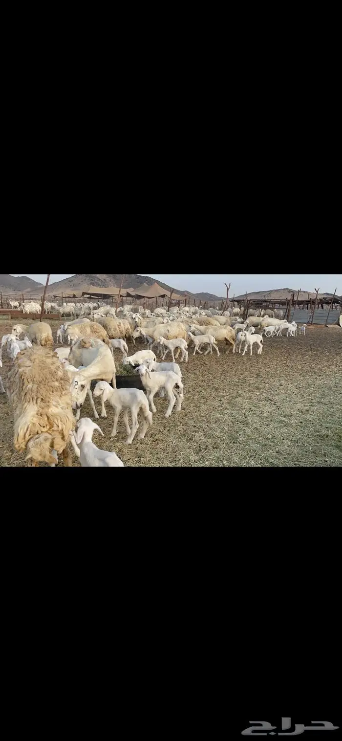 غنم حريات متابيع 47 تحتها 47 حرش وسم واحد 2