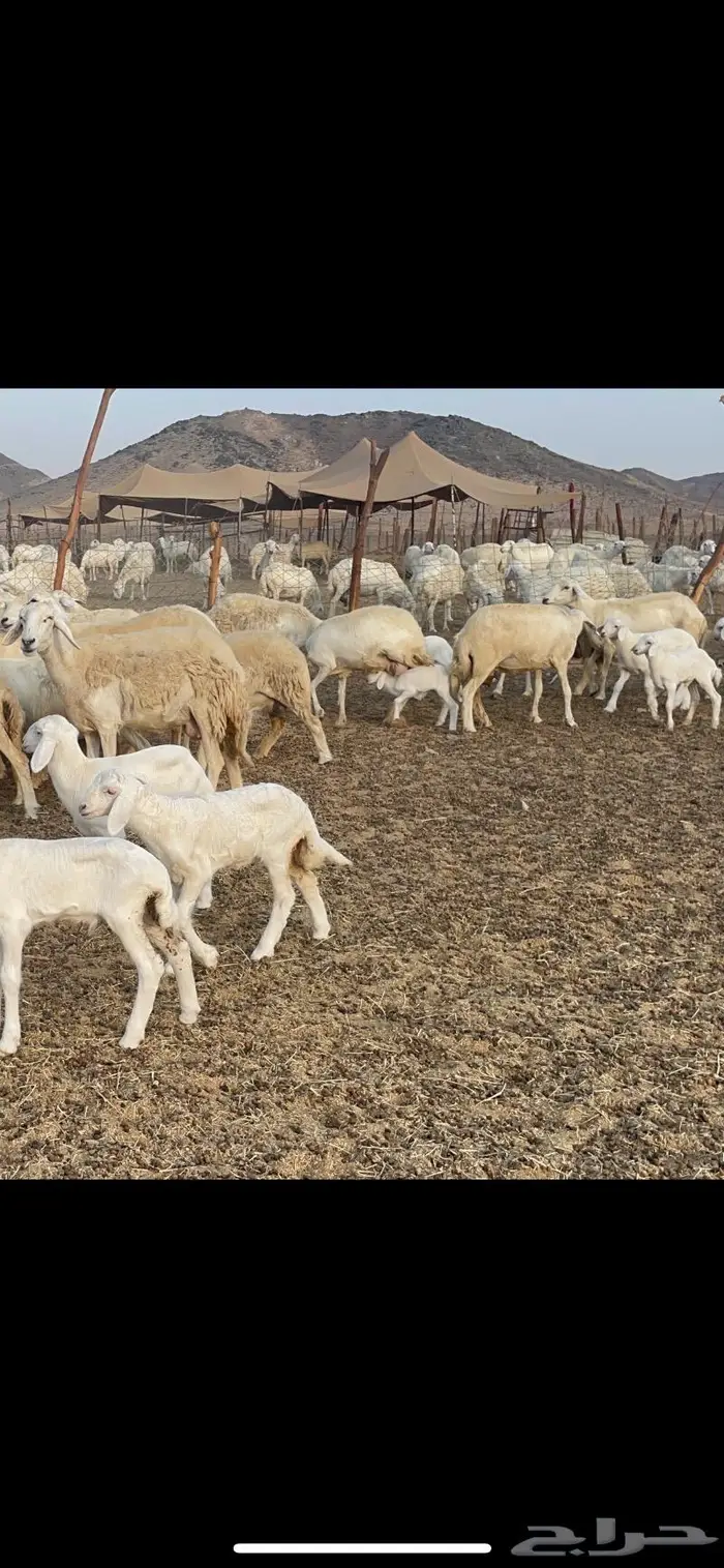 غنم حريات متابيع 47 تحتها 47 حرش وسم واحد 3