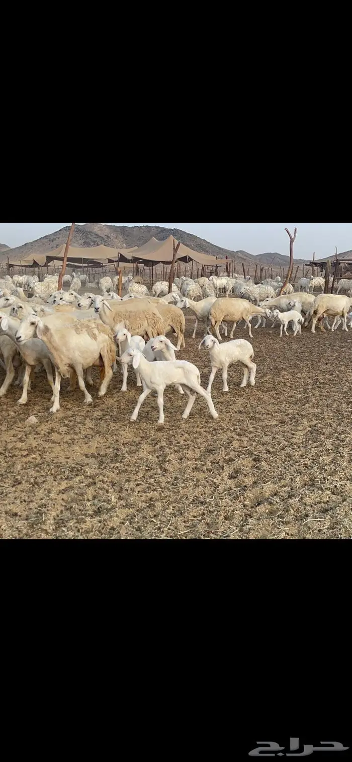 غنم حريات متابيع 47 تحتها 47 حرش وسم واحد 4