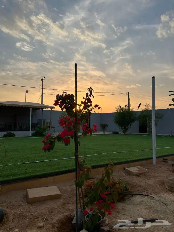 استراحة ومنتجع لافينا للإيجار اليومي 13