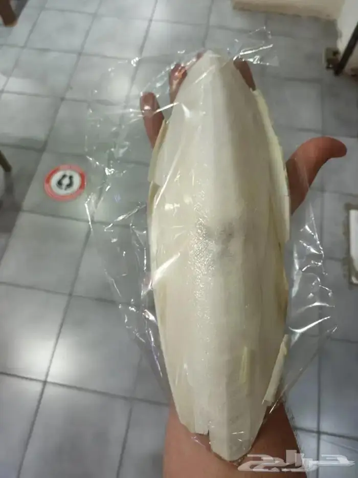 عظم حبار للطيور حجم سوبر جامبو جمله فقط 5