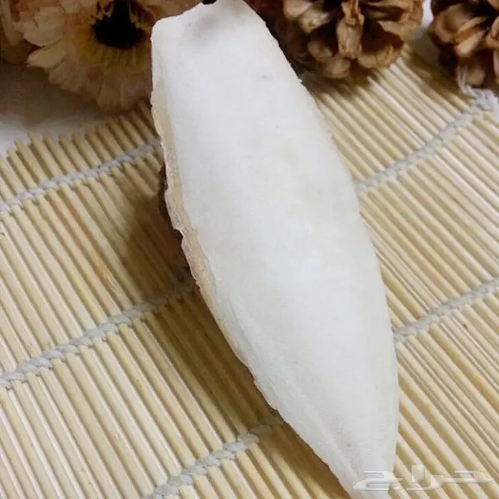 عظم حبار للطيور حجم سوبر جامبو جمله فقط 2