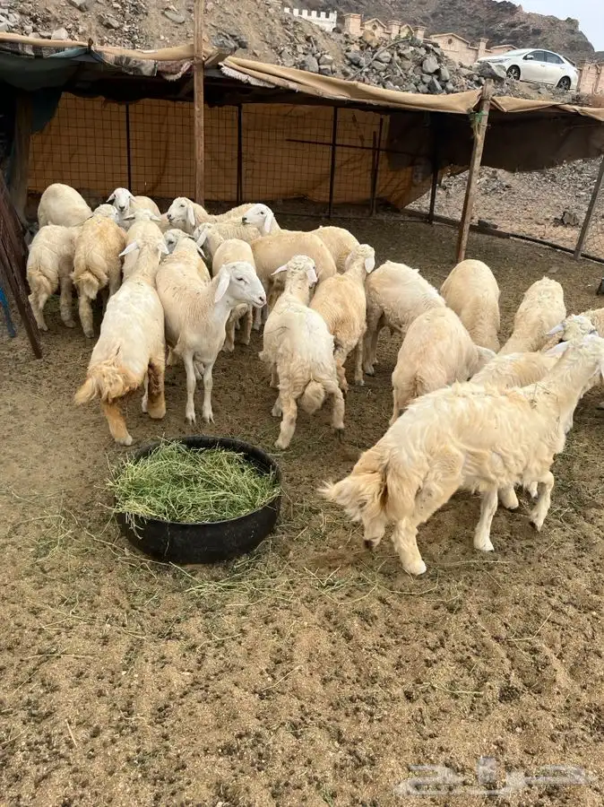 طبخ سليق طائفي - حنيذ بالمرخ ونوفر لك الذبايح والتوصيل 4