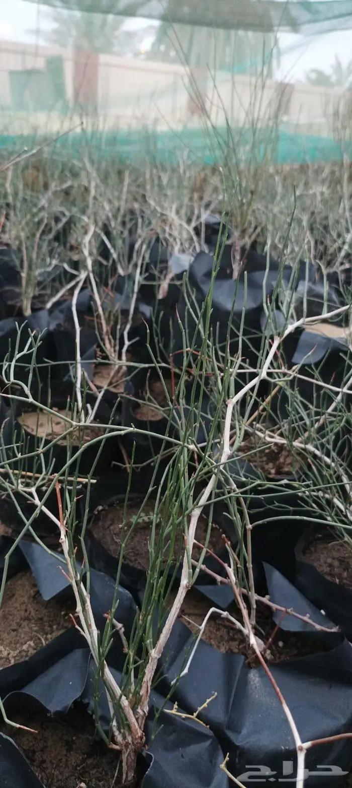 شتلات نباتات واشجار بالكويت 2