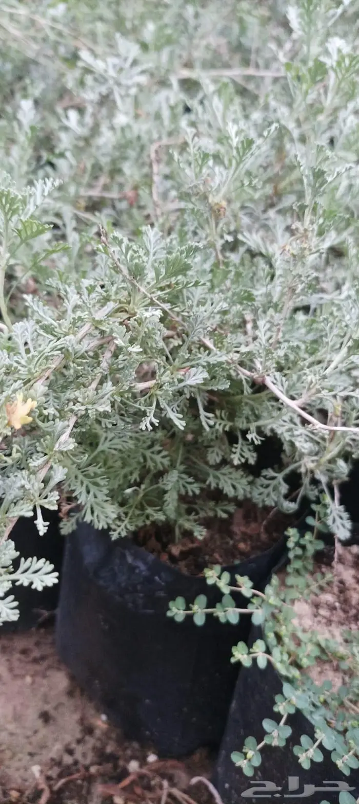 شتلات نباتات واشجار بالكويت 3