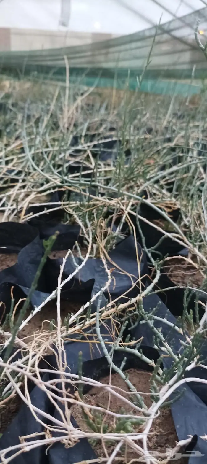 شتلات نباتات واشجار بالكويت 4