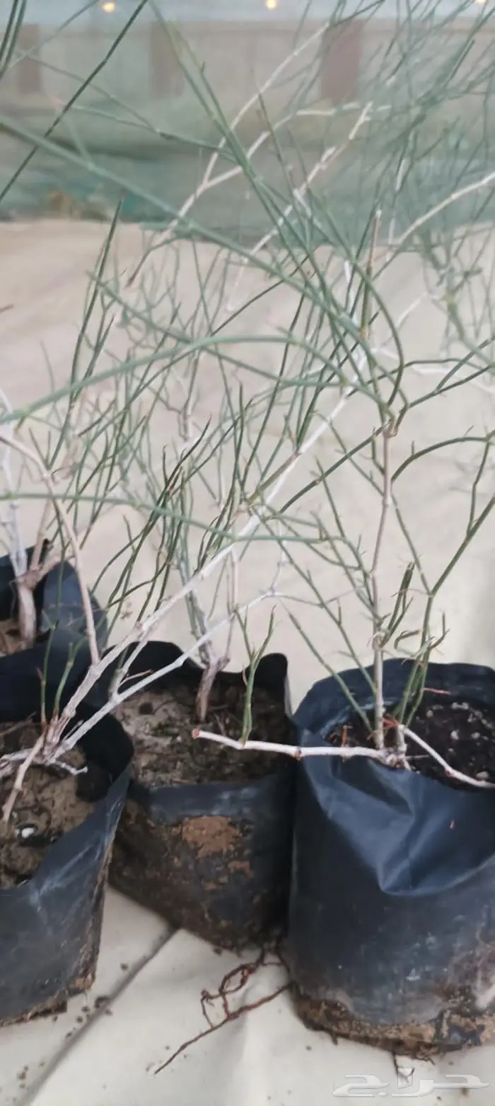 شتلات نباتات واشجار بالكويت 6