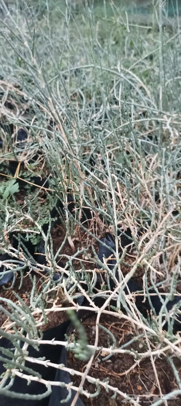 شتلات نباتات واشجار بالكويت 9