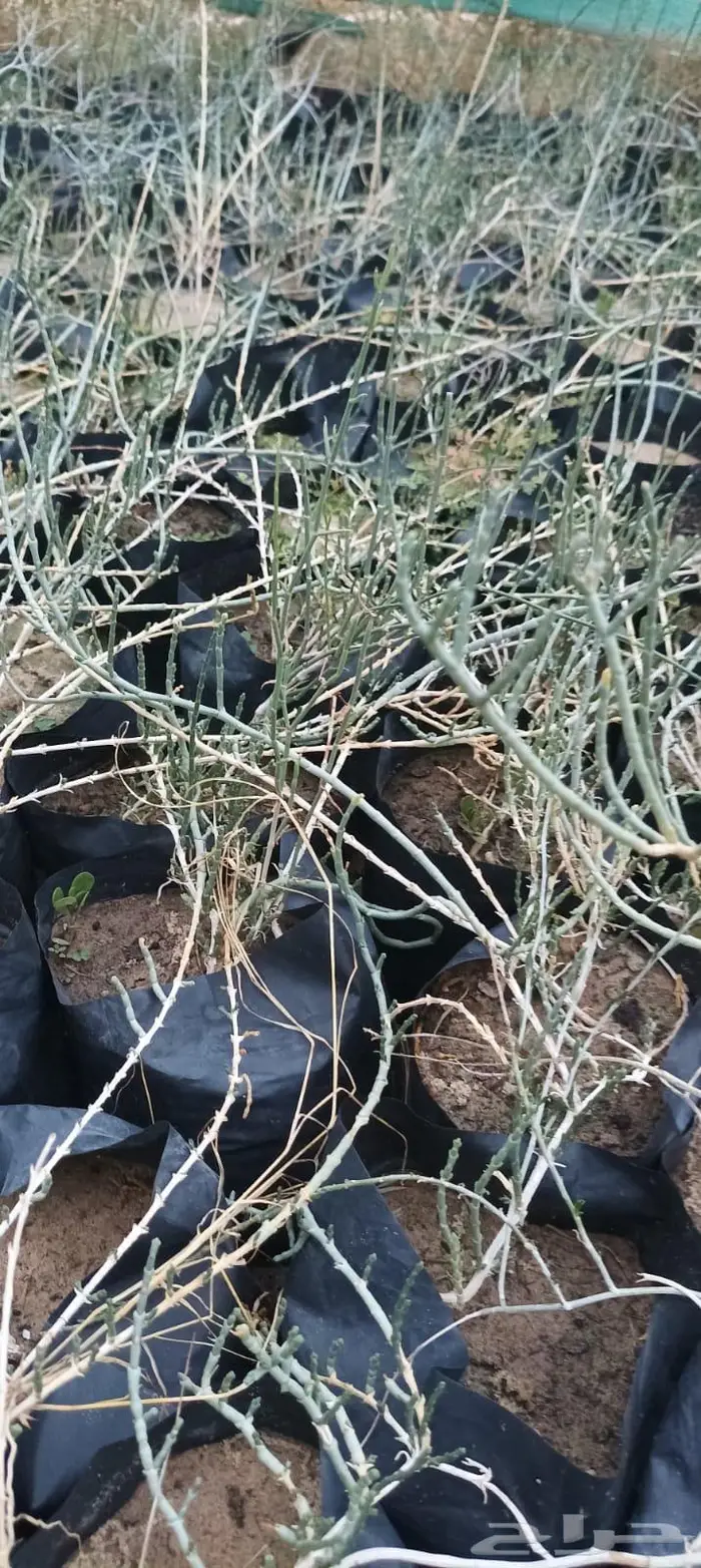 شتلات نباتات واشجار بالكويت 10