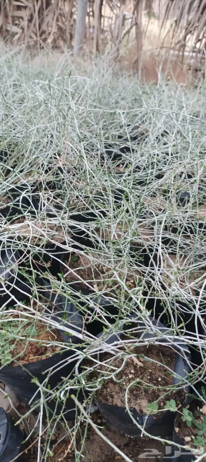 شتلات نباتات واشجار بالكويت 21