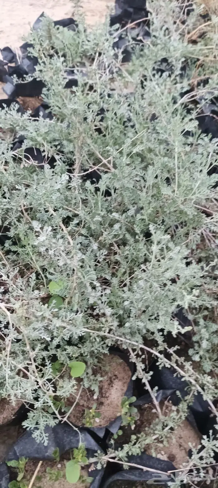 شتلات نباتات واشجار بالكويت 22