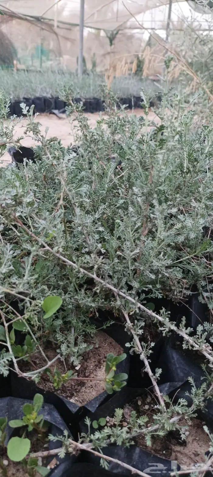 شتلات نباتات واشجار بالكويت 13