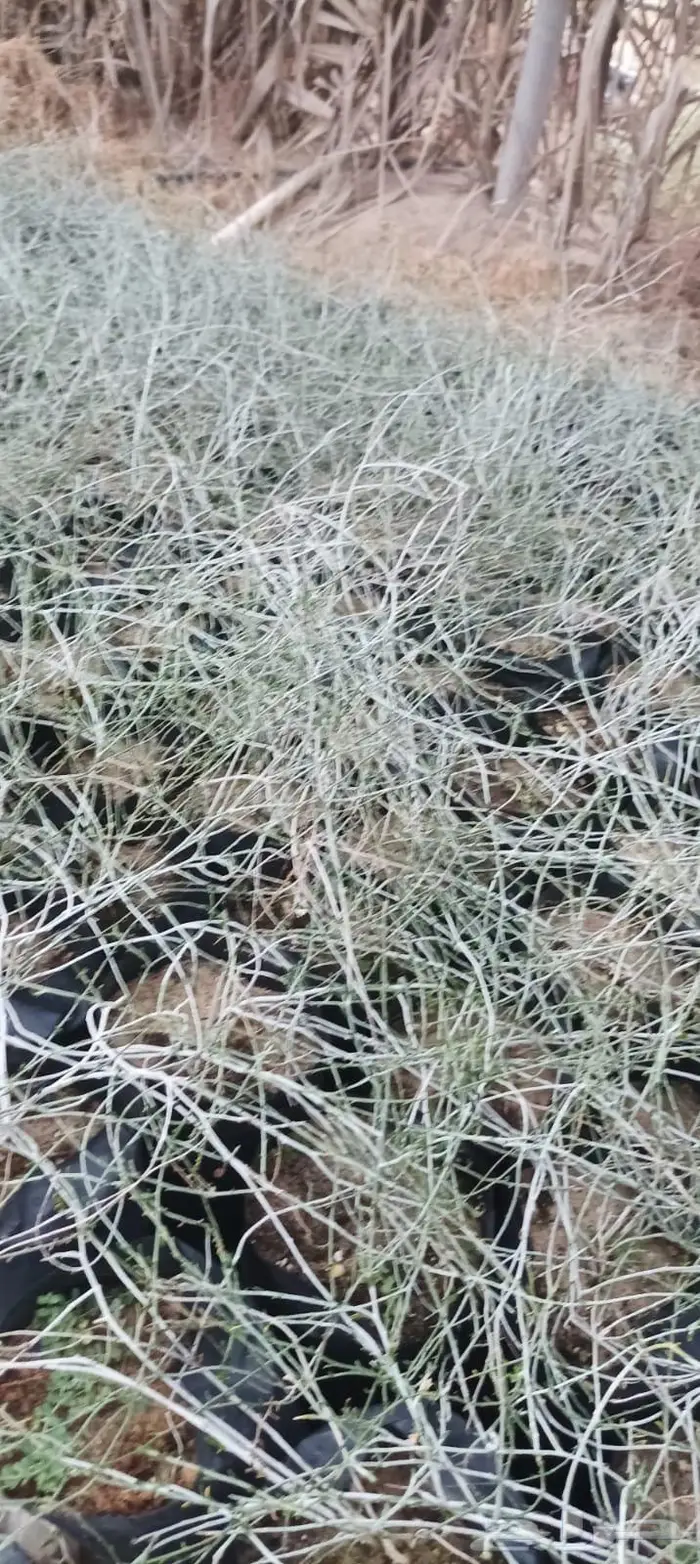 شتلات نباتات واشجار بالكويت 15