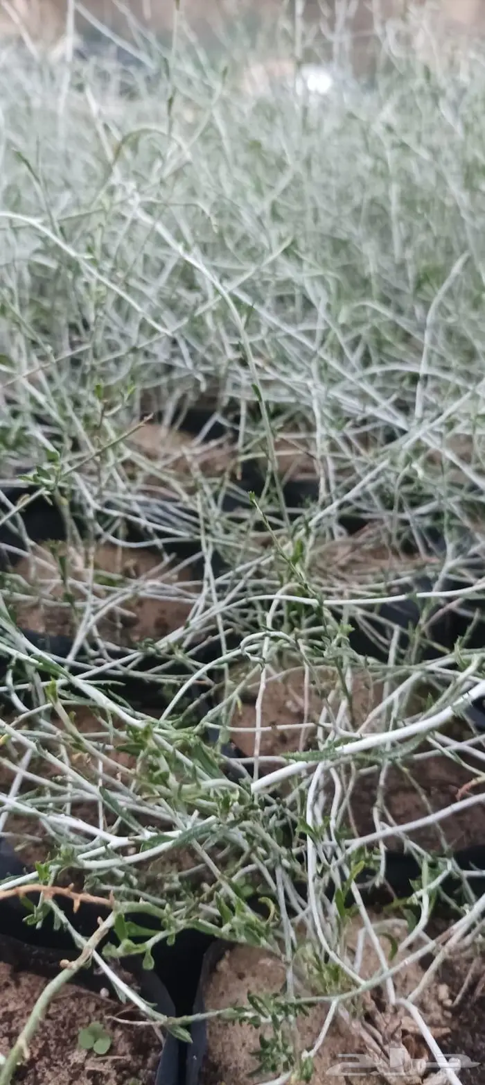 شتلات نباتات واشجار بالكويت 30