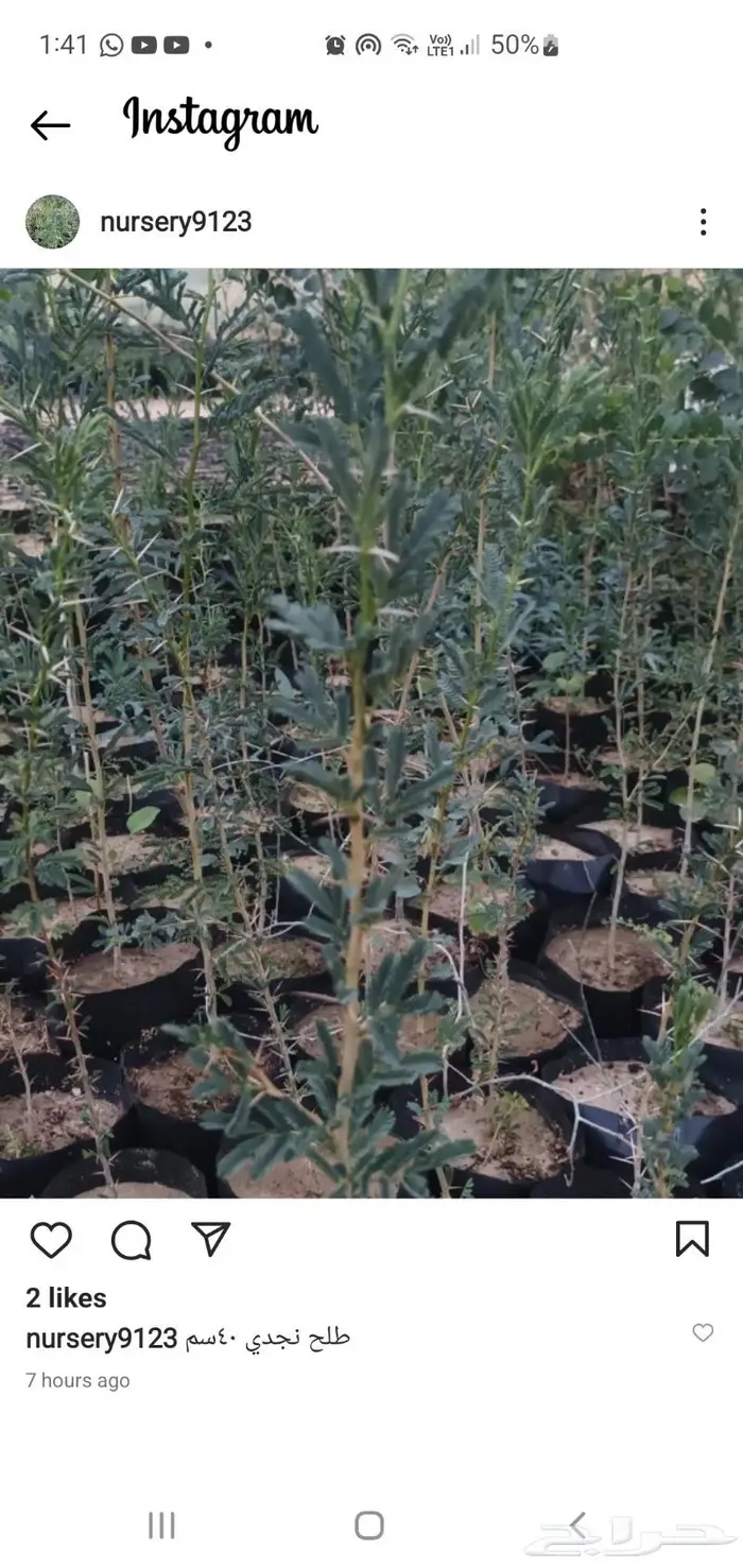 شتلات نباتات واشجار بالكويت 8