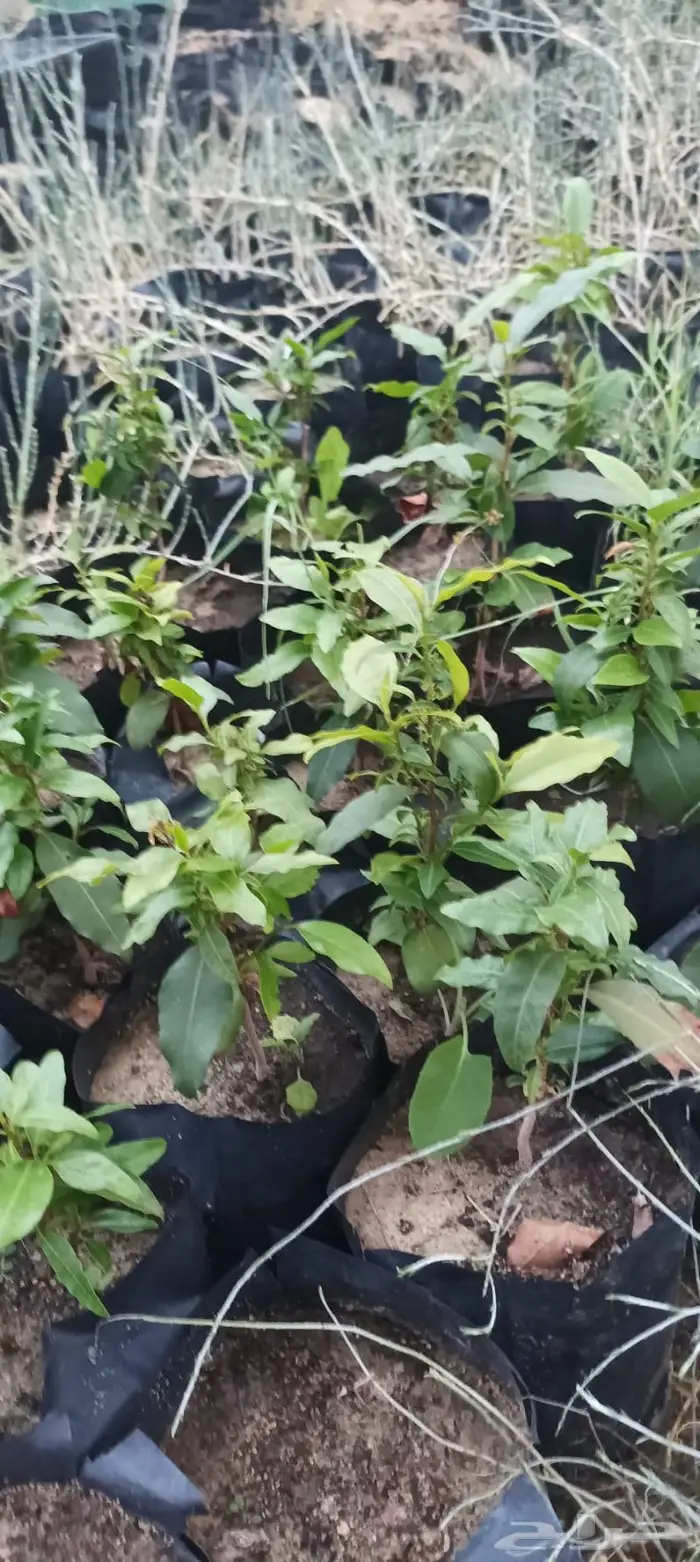 شتلات نباتات واشجار بالكويت 0