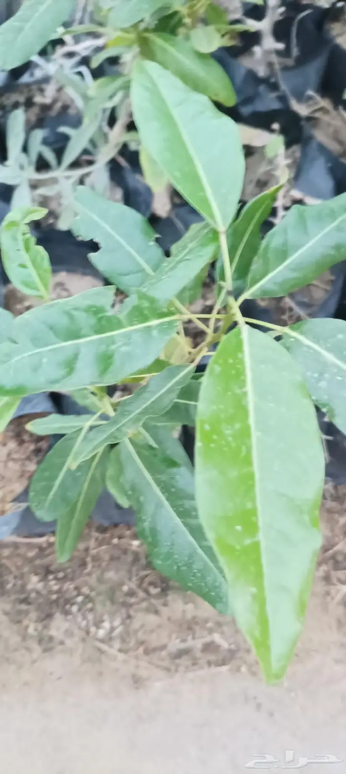 شتلات نباتات واشجار بالكويت 1