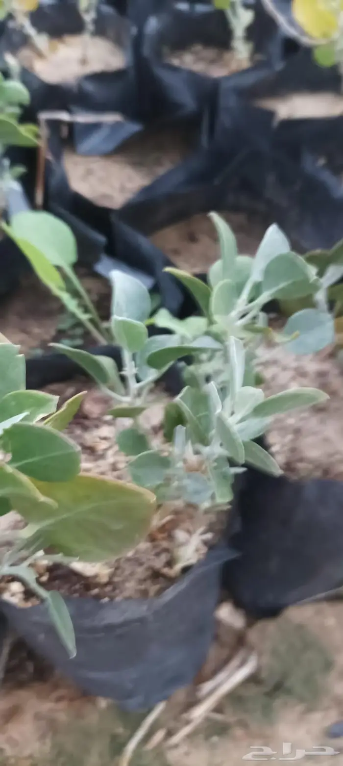 شتلات نباتات واشجار بالكويت 5