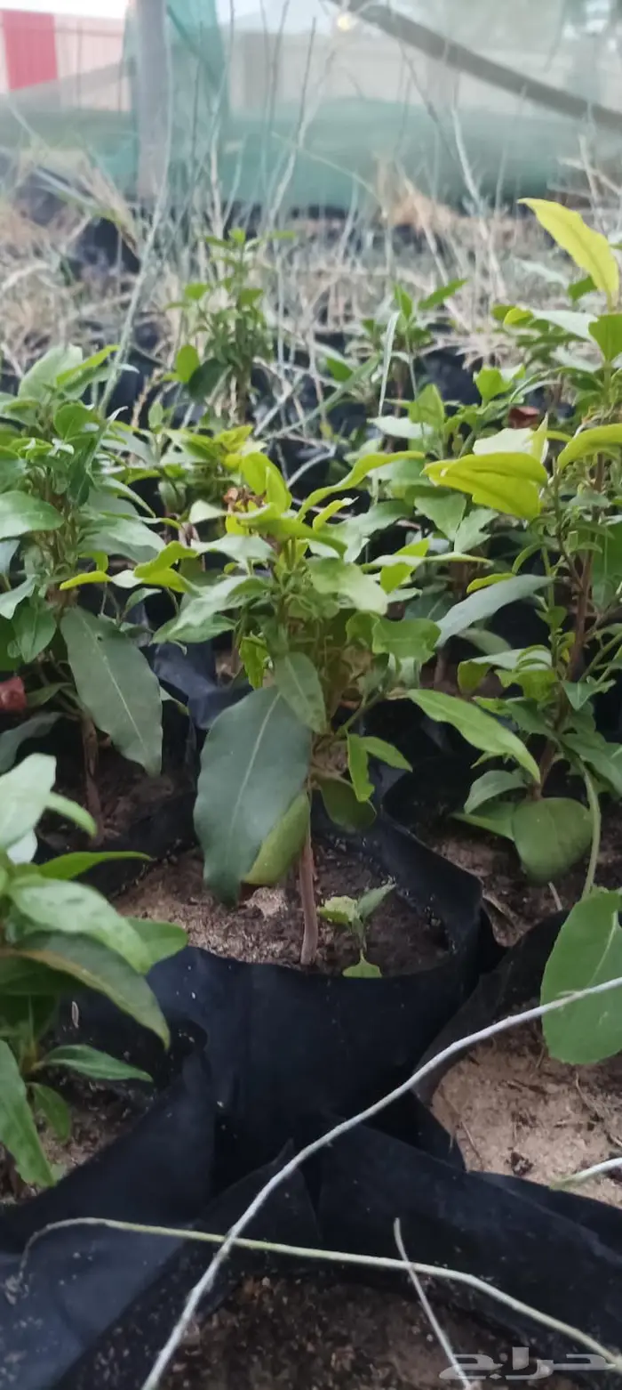 شتلات نباتات واشجار بالكويت 11