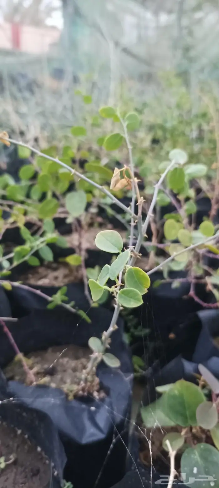 شتلات نباتات واشجار بالكويت 20