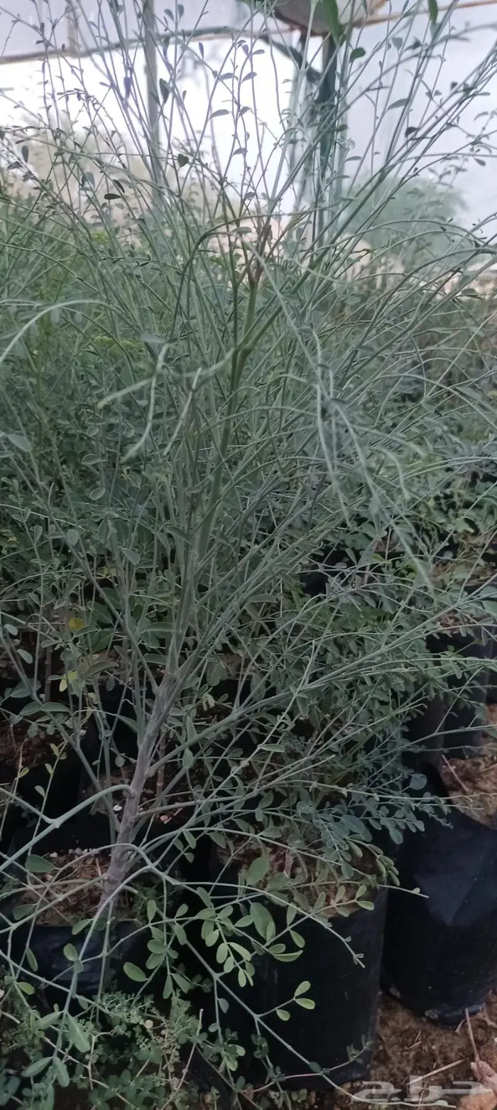 شتلات نباتات واشجار بالكويت 23