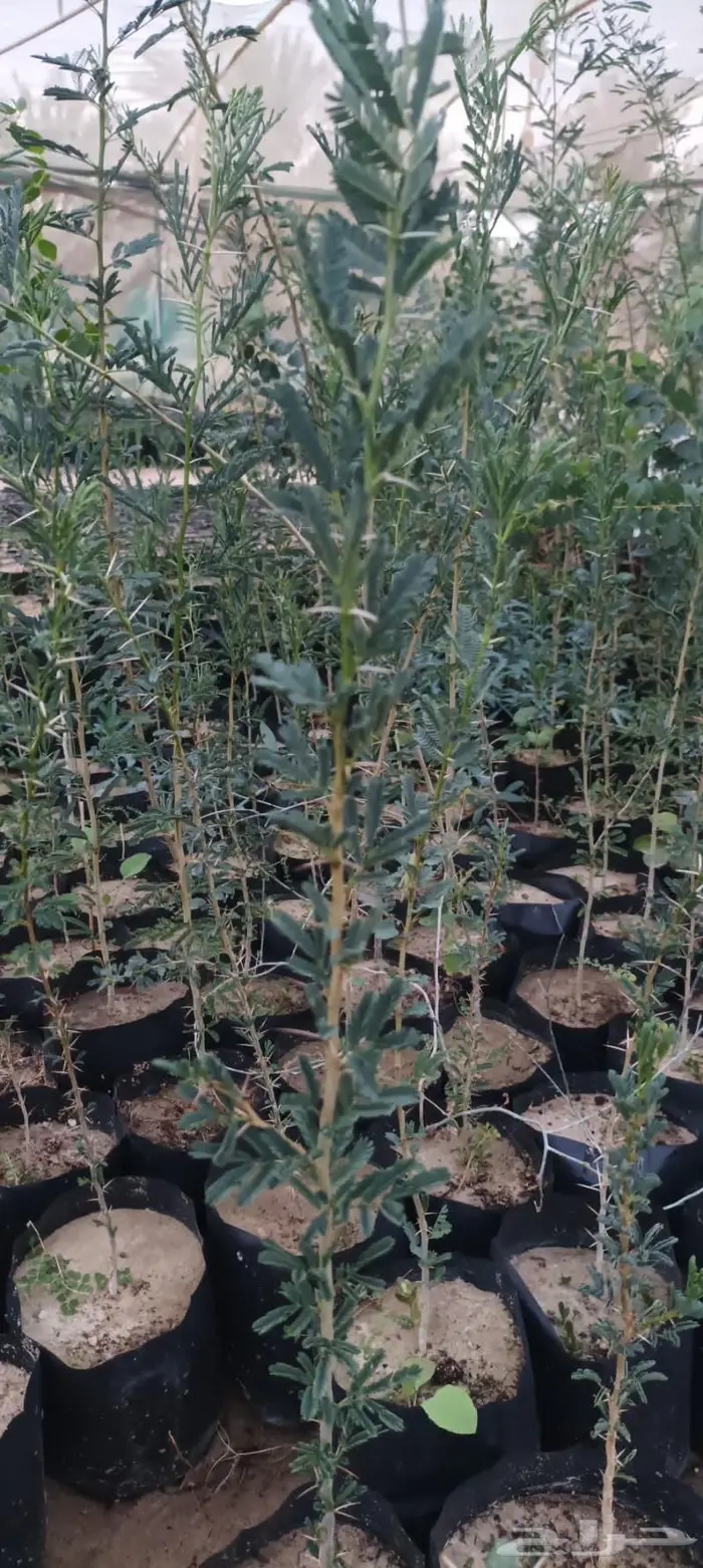 شتلات نباتات واشجار بالكويت 25